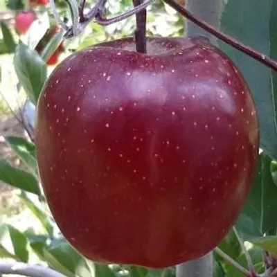 DarkBaron Gala — фото сорта