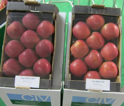 Fuji SAN-CIV — фото сорта