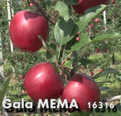 Gala Mema 16316 — фото сорта