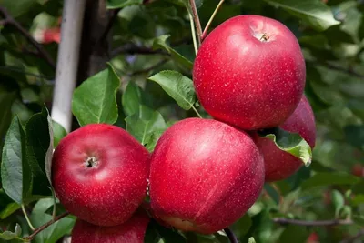 Gala SchniCo Red — фото сорта