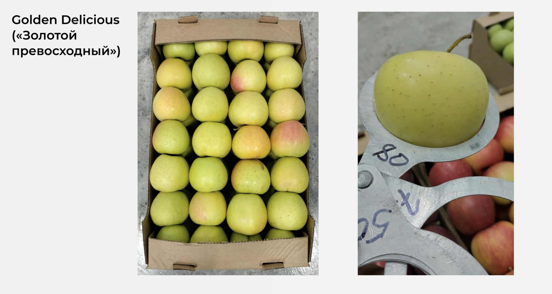 Golden Delicious — фото из сада