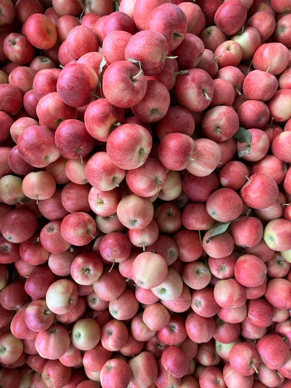 Урожай яблок КулашБагы — масштаб производства