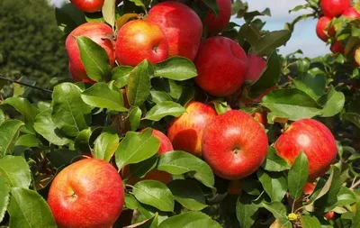 Honeycrisp — фото сорта