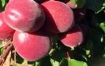 Mayacot — фото сорта