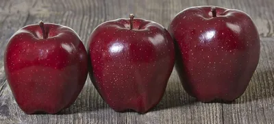 Mema Mestar 2284 — фото сорта