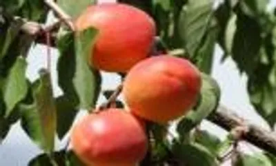 Orange Rubis — фото сорта