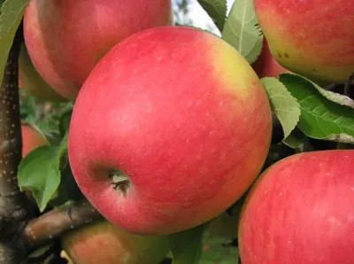 Pinova — фото сорта