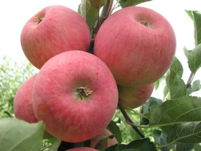 Piros — фото сорта