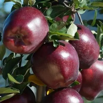 Red Velox — фото сорта