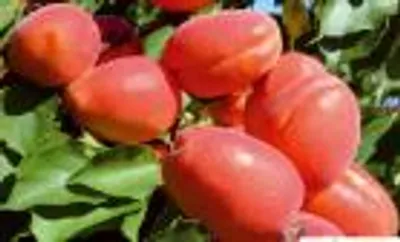 Rouge Cot — фото сорта